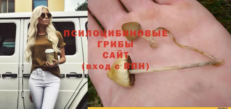 Псилоцибиновые грибы Psilocybine cubensis  Балабаново 